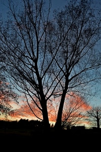 tramonto, alberi, controluce, rami, nuvole, silhouette, albero, rosso, nero, spoglio, cielo, rosa