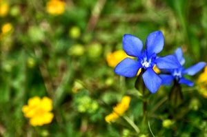 verde, giallo, fiore, petali, fiori, blu, macro, erba, azzurro, sfocato, foglie, natura