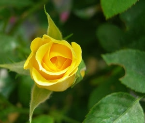 giallo, rosa, verde, foglie, petali, bocciolo, fiore, natura, macro, pianta