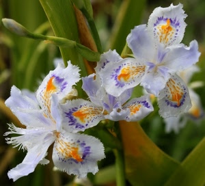 fiori, petali, verde, bianco, foglie, viola, fiore, arancio