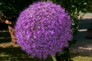 viola, fiore, fiori, palla, giardino, sfera, natura, petali, alberi, verde, stelo, vaso, pistilli