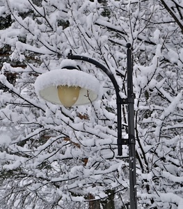 lampione, neve, rami, inverno, albero, alberi, bianco, lampada, lampadina, palo