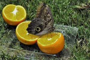 farfalla, ali, arance, prato, verde, limoni, erba, giallo, agrumi, frutta, arancia