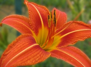 fiore, pistilli, arancione, giallo, arancio, giglio, verde, petali, sfocato