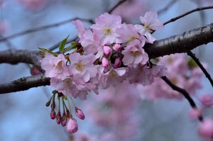 rosa, ramo, fiori, primavera, pesco, boccioli, fiore, foglie, petali