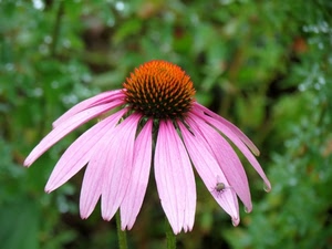 fiore, mosca, petali, verde, rosa, viola, macro, insetto, margherita, corolla, arancione, natura, sfocato