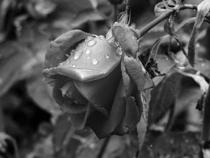 rosa, petali, bianconero, gocce, fiore, foglie, acqua, rugiada