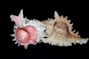 rosa, conchiglie, due, nero, bianco, marrone, sfondo