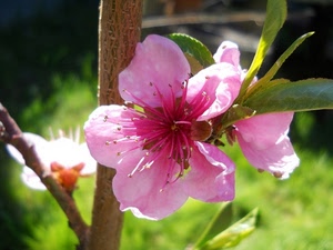 fiore, rosa, foglie, petali, rami, ramo, verde, pistilli