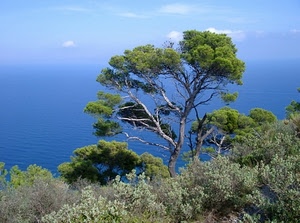 mare, verde, alberi, azzurro, cielo, acqua, albero, rami, pini