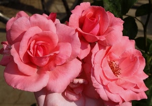 rosa, tre, petali, rose, fiori, pistilli, fiore