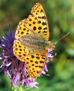 farfalla, fiore, antenne, ali, giallo, verde, insetto, sfocato, viola, nero, macro, petali