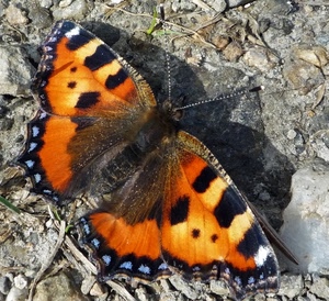 farfalla, ali, antenne, arancione, sassi, nero, pietre, arancio, insetto