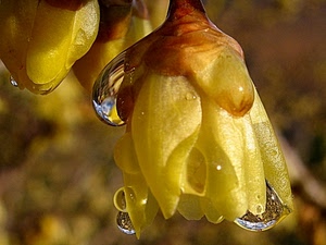gocce, giallo, petali, fiore, acqua, macro, riflessi, fiori, rugiada, riflesso