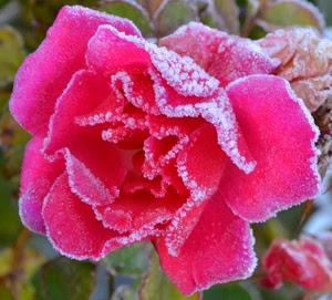 petali, rosa, fiore, brina, macro, inverno, gelo, bianco