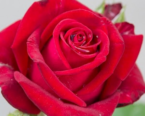 petali, rosa, rosso, fiore, gocce, verde, sfocato, rossa, spirale, macro, corolla