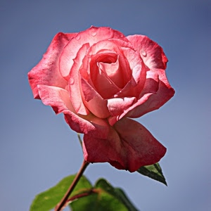 fiore, rosa, foglie, petali, gocce, acqua, verde, cielo, gambo, stelo, natura, azzurro, macro