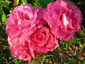 fiori, petali, rosa, rose, foglie, verde, natura, piante, quattro, rosso