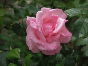 fiore, rosa, petali, foglie, verde, macro