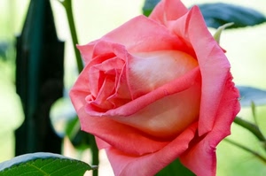 rosa, petali, fiore, foglie, verde, foglia, macro, fiori