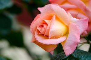 rosa, petali, foglie, verde, giallo, fiore, bocciolo, sfocato, gocce, natura