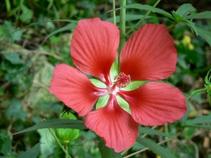 fiore, rosso, petali, verde, foglie, erba, macro, prato