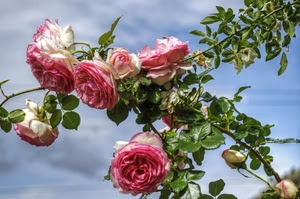 foglie, rose, fiori, petali, rami, boccioli, rosa, verde, ramo, cielo
