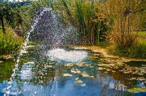 acqua, zampillo, stagno, piante, alberi, gocce, laghetto, verde, ninfee, riflessi, spruzzo, riflesso