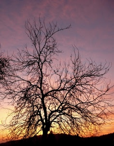 albero, rami, tramonto, cielo, alba, controluce, sera, viola, rosa