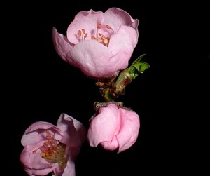 petali, rosa, fiori, macro, verde, tre, nero, foglia, foglie, rose, pistilli