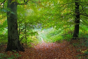 alberi, bosco, foglie, verde, autunno, sentiero, tronchi