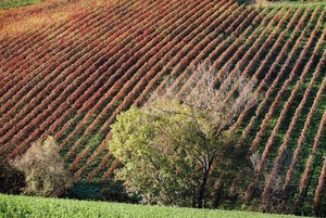 alberi, verde, filari, vigneti, autunno, campo, vigneto, paesaggio, prato, vigne, rosso, piante