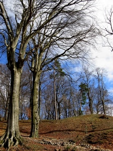 alberi, rami, nuvole, cielo, bosco, foglie, prato, albero