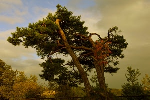 nuvole, rami, alberi, albero, tronchi, foglie, verde, tronco, cielo, pino, pini