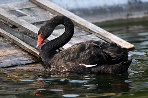 acqua, cigno, nero, becco, lago, collo