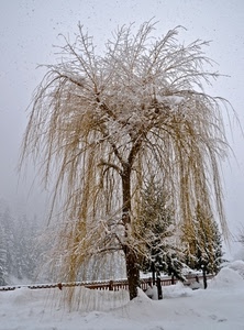 neve, bianco, inverno, alberi, rami, staccionata, albero
