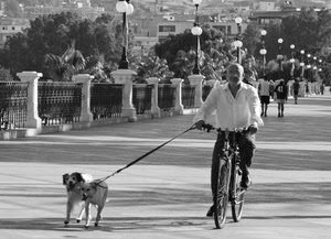 bicicletta, lampioni, guinzaglio, bianconero, cane, cani, uomo