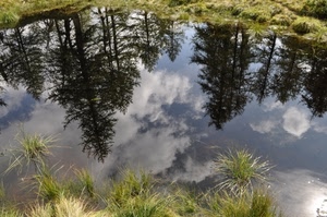 alberi, nuvole, riflesso, acqua, erba, lago, piante, cielo, riflessi