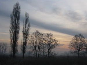 alberi, cielo, nuvole, nebbia, tramonto, alba, erba, spogli, rami