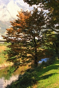 fiume, albero, autunno, acqua, foglie, ombra, verde, rami, alberi, torrente, campagna, paesaggio
