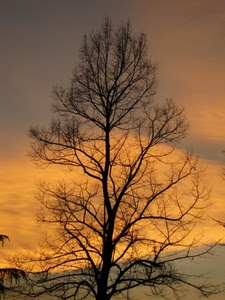 albero, tramonto, rami, cielo, silhouette, nuvole, giallo, alba