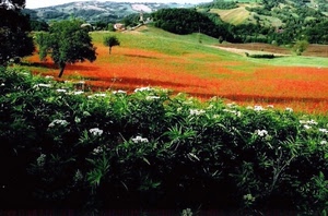 fiori, rosso, verde, papaveri, prato, alberi, foglie, paesaggio, siepe