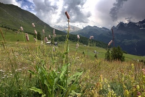 nuvole, montagne, verde, fiori, prato, cielo, montagna, erba, piante, alberi, foglie, panorama, paesaggio, case