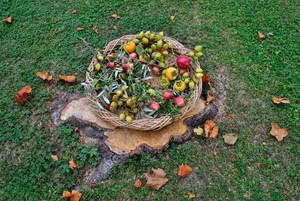 erba, foglie, frutta, verde, cesto, prato, tronco, autunno, cachi, rosso, olive, cestino, melograni, secche, giallo