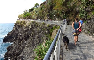 cane, scogliera, ringhiera, mare, sentiero, persone, strada, piante, rocce, verde, scogli, lungomare, passanti