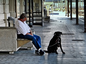 cane, panchina, stazione, uomo, nero, guinzaglio, binari, strada