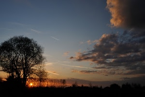 nuvole, tramonto, sole, cielo, alberi, albero, controluce, silhouette, rami, scie