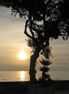 tramonto, albero, mare, sole, silhouette, controluce, acqua