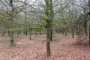 rami, alberi, foglie, bosco, autunno, spogli, tronchi, verde, inverno, fogliame, filari, file