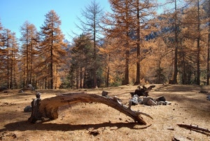 alberi, cielo, bosco, autunno, tronco, azzurro, legno, montagna, rami, tronchi, giallo, pini, abeti, sassi